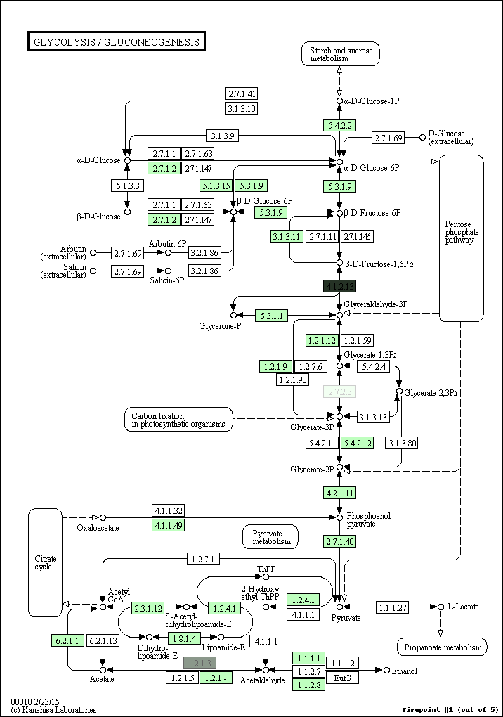 Top 151 + Glycolysis pathway animation