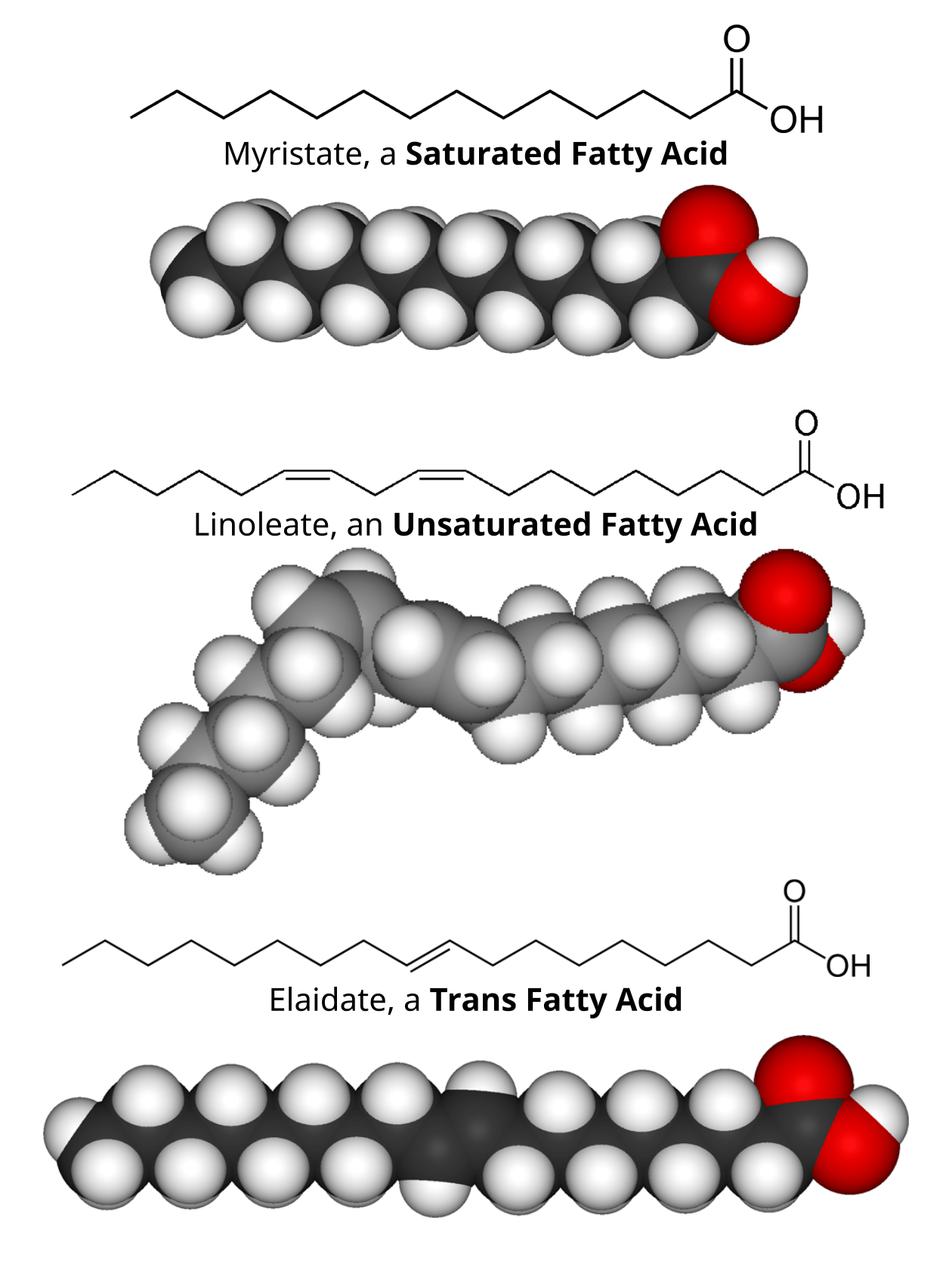 Trans Fatty Acid Molecular Structure