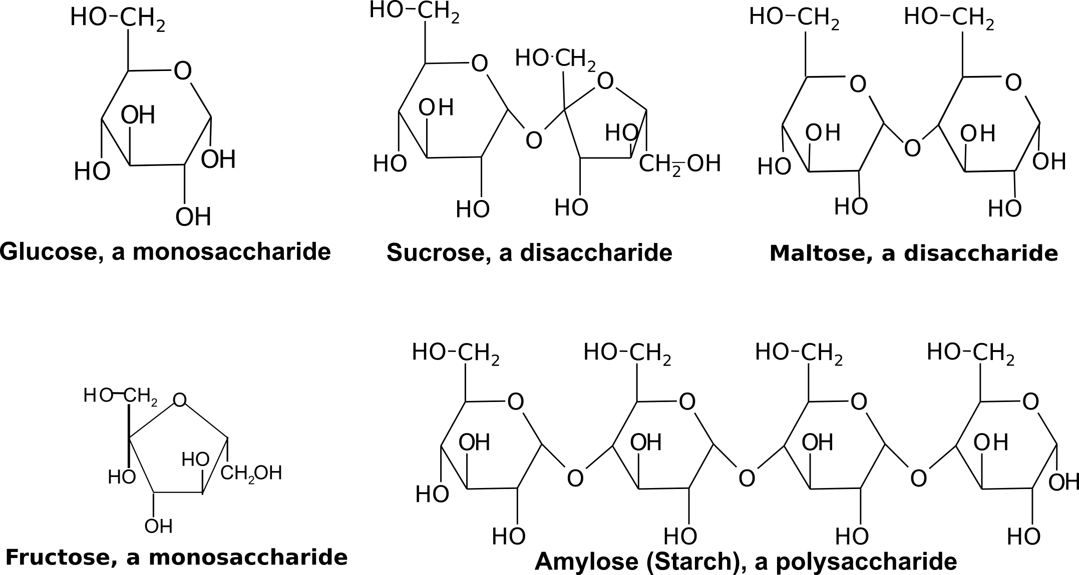Carbohydrates Biology 1101 Course Hub