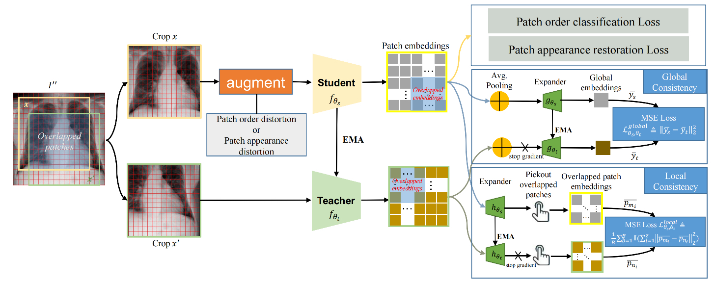 Learning Anatomically Consistent Embedding for Chest Radiography