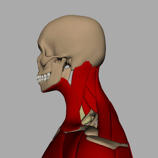 Female WIP Page 2 Ziva Community