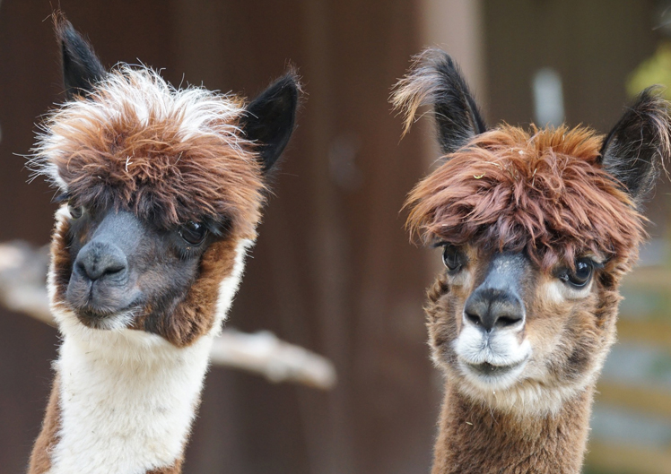 ALPACAS FoOREVAH
