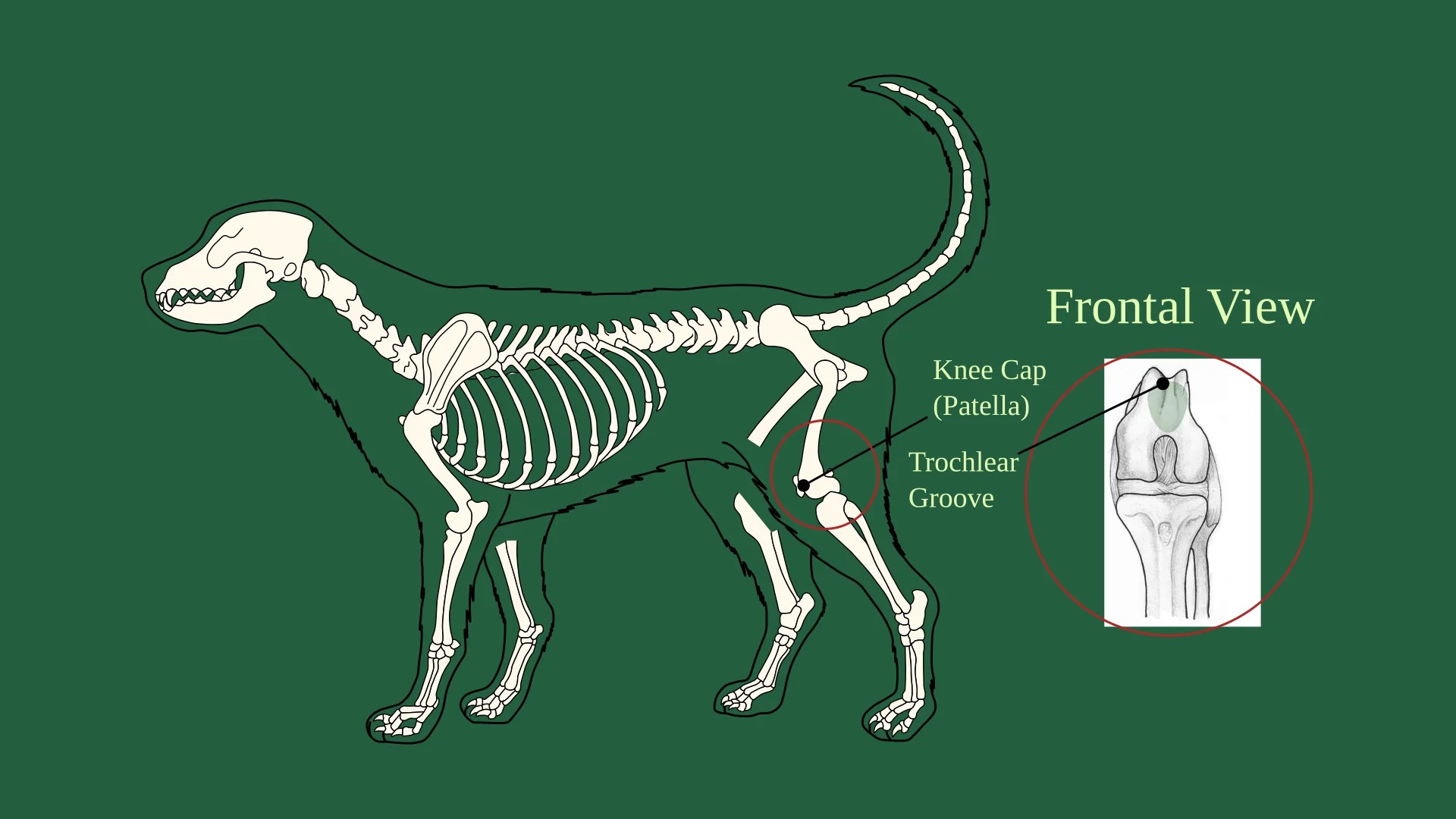 Luxating Patella Dogs and Cats RawFood4Pets