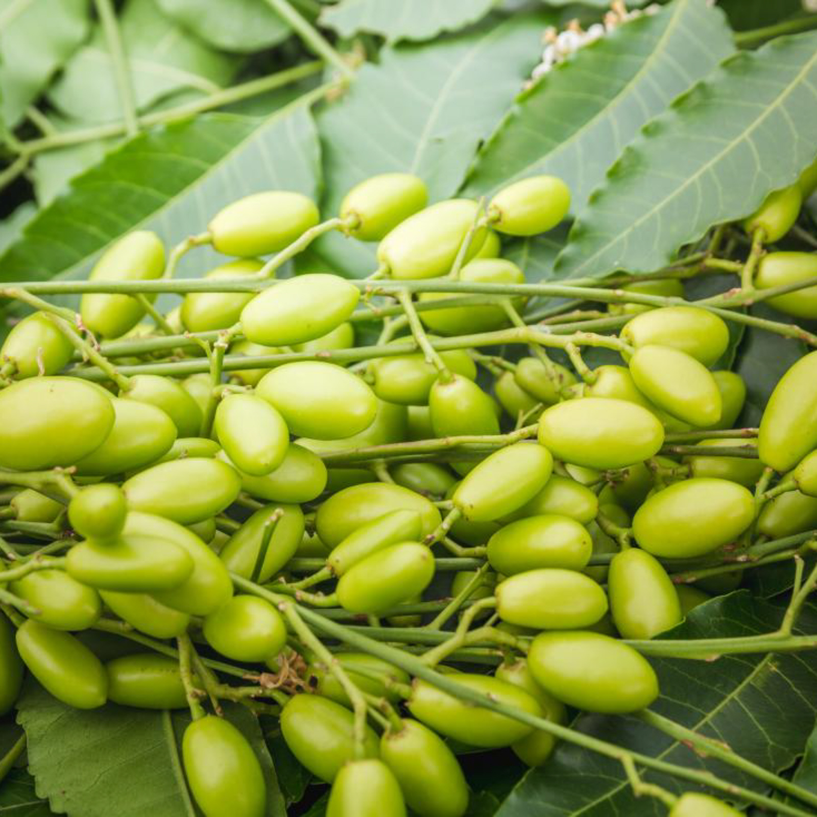 DRIED ORGANIC NEEM LEAVES RAW ORGANIC LEAVES
