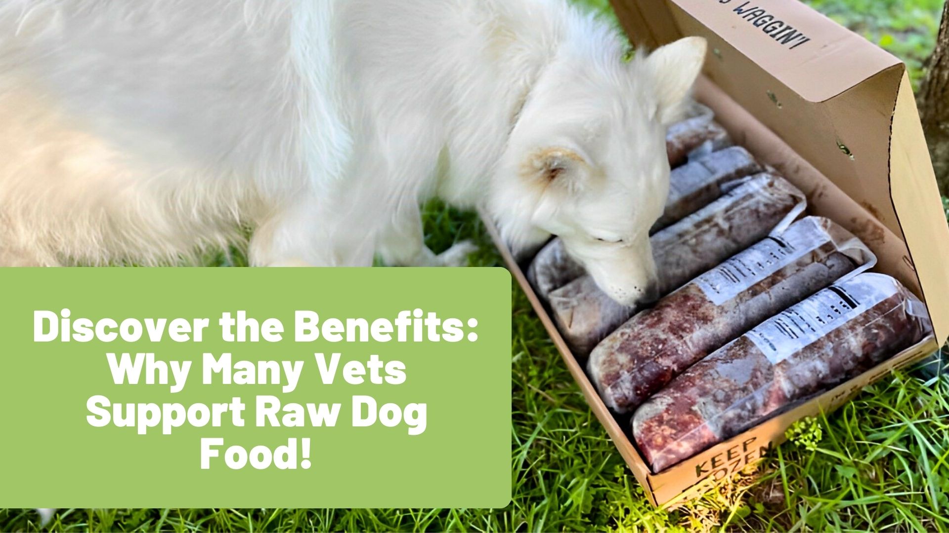 Discover the Benefits Why Many Vets Support Raw Dog Food! Raw