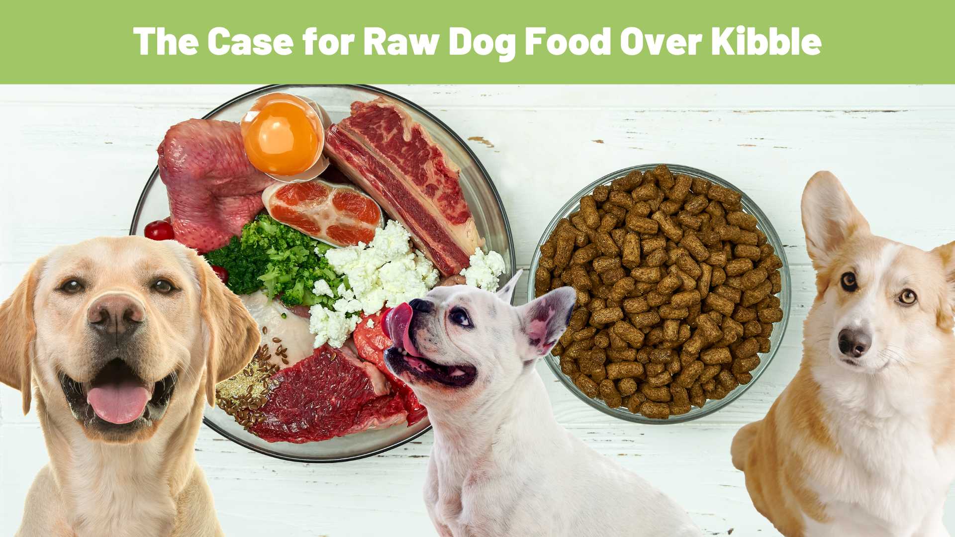 Making the Switch The Case for Raw Dog Food Over Kibble Raw Origins