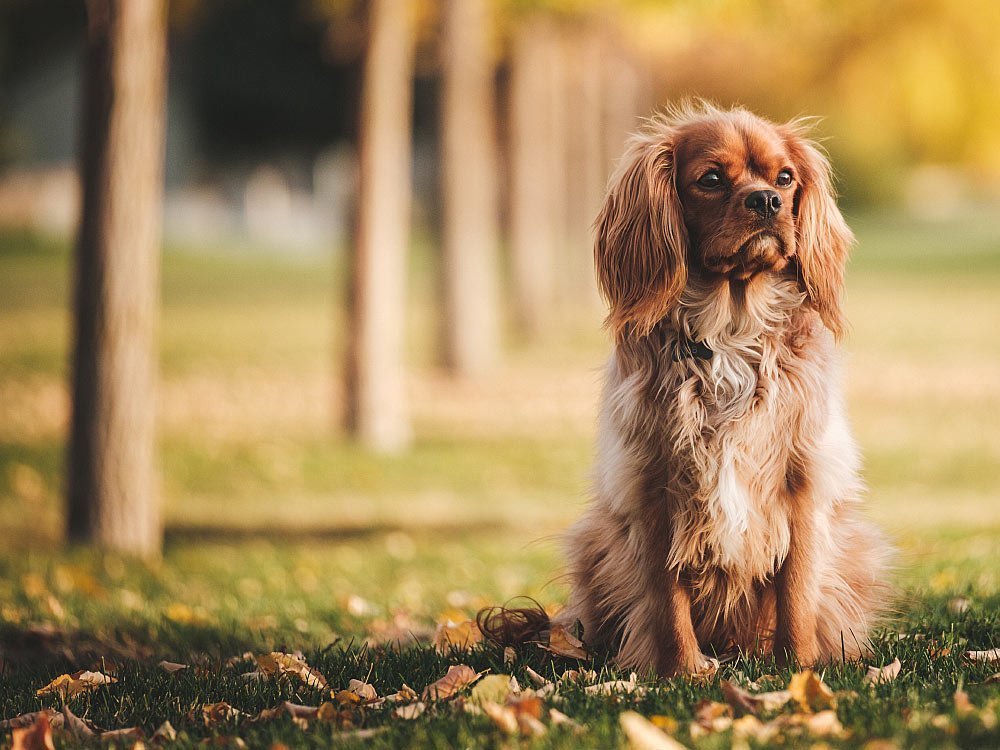 6 Natural Solutions For Environmental Allergies In Dogs Raw Pets