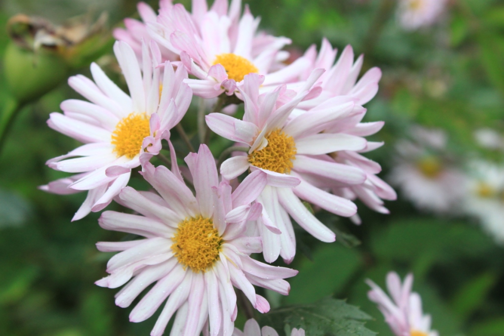 Jamanthi Flowers Raxa Collective