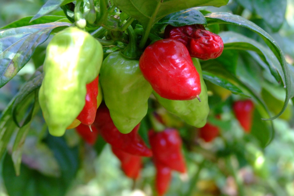 Indian Green Chili La Paz Group