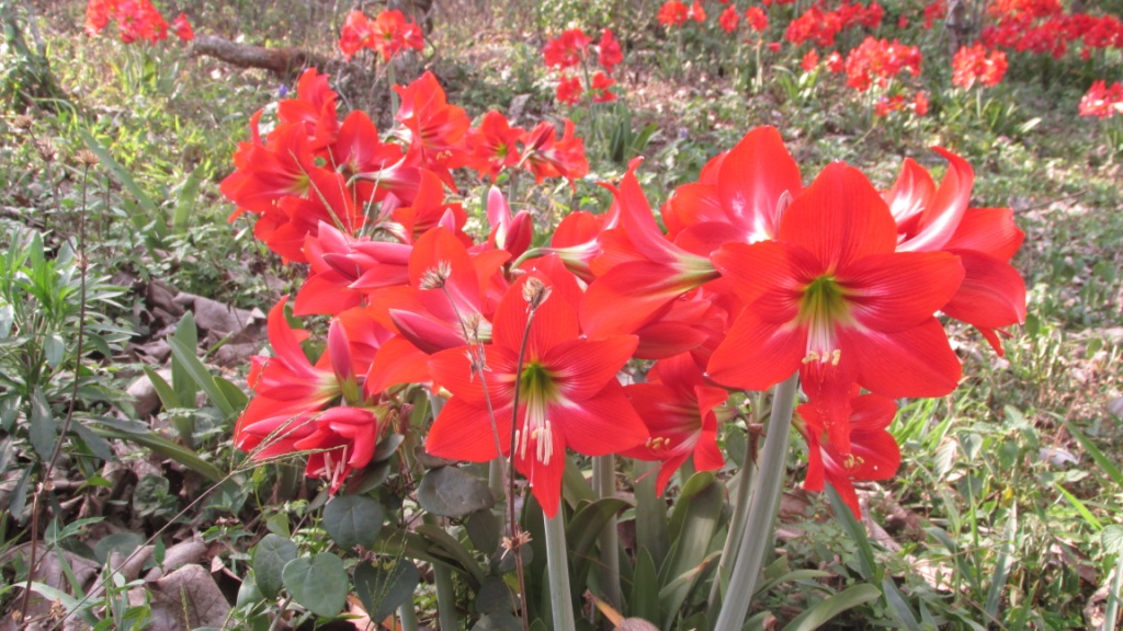 Red Trumpet Lily La Paz Group