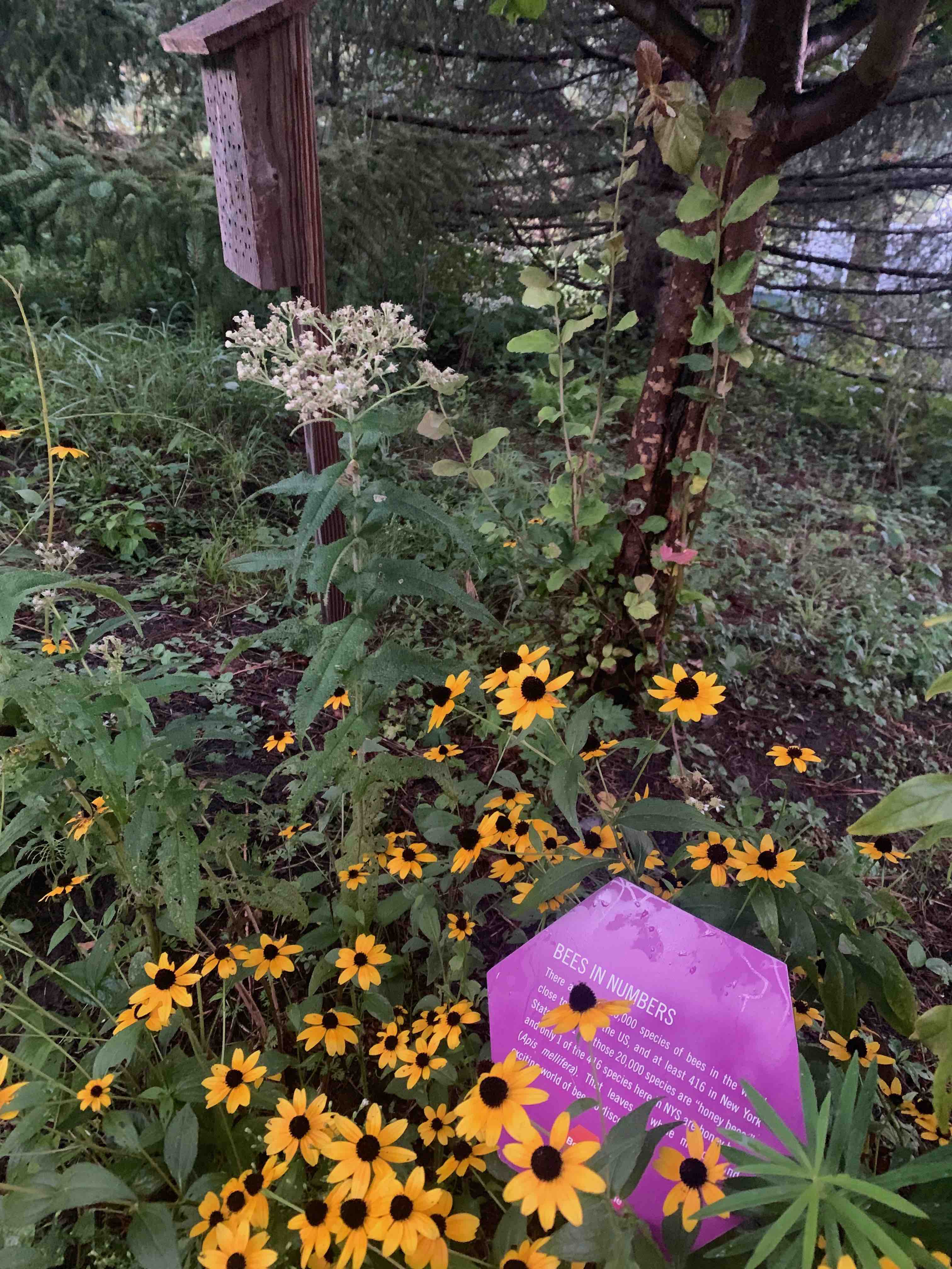 Cornell Parking Learning Hotspots Organikos