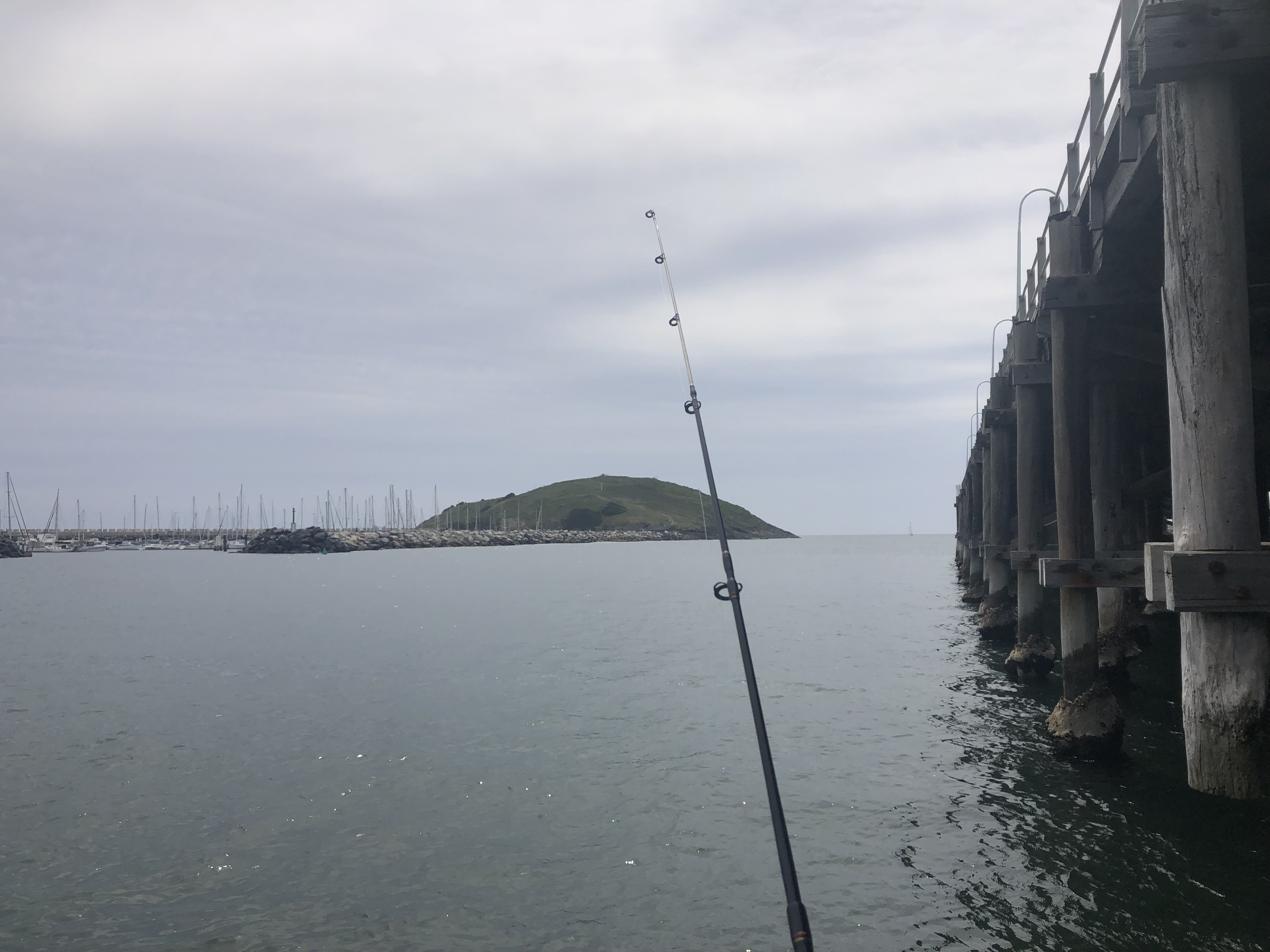Bucket List 38 Fish at Coffs Harbour Jetty rayaroundoz