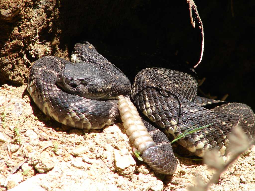 Pacific Rattle Snake at Mt Baldy