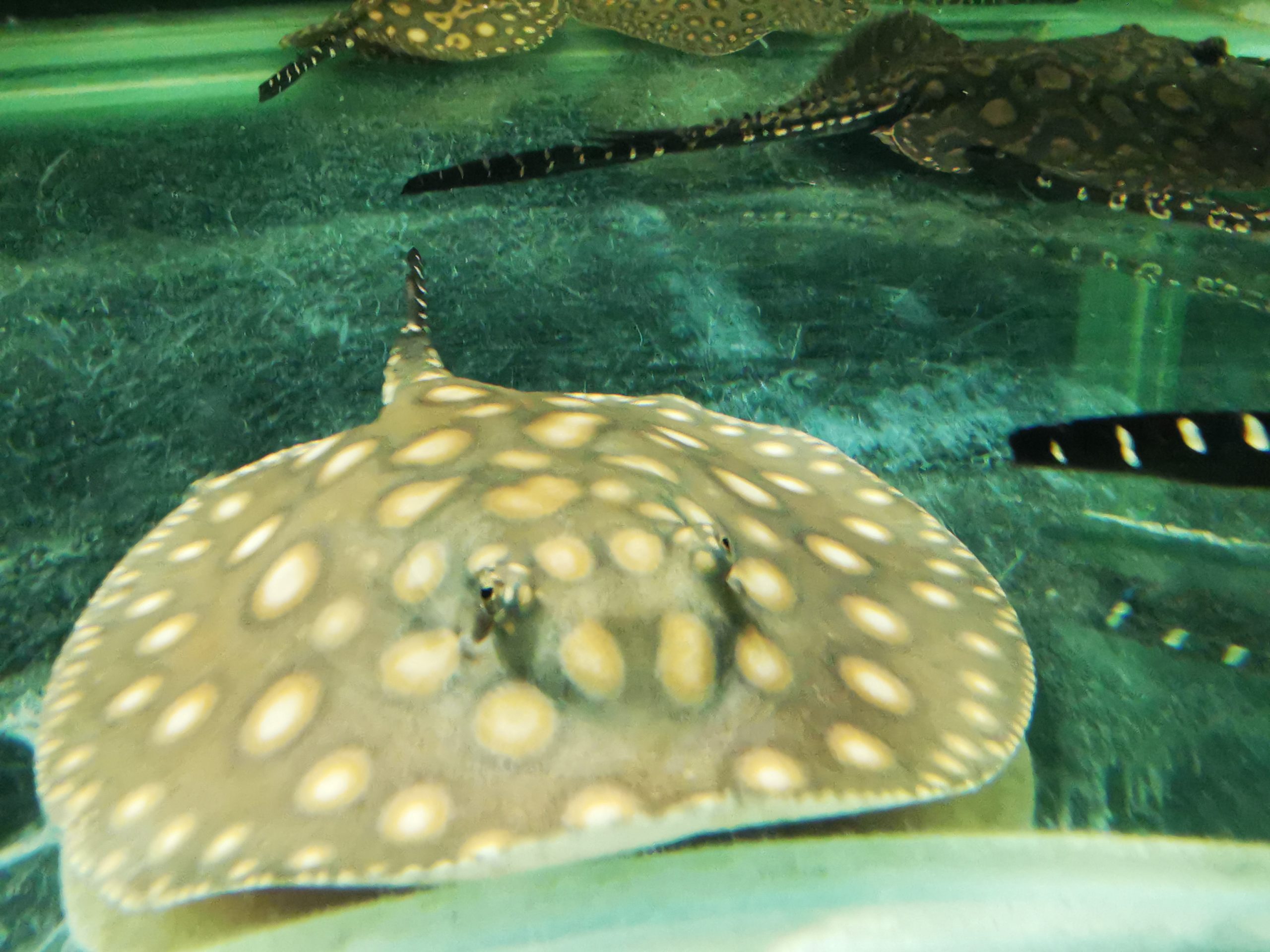 Home Page Ray Fever