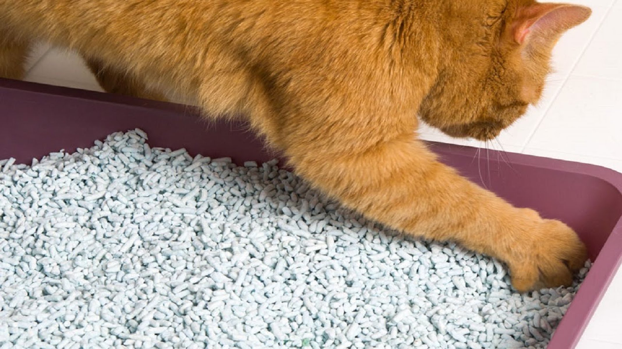 Does Cat Litter Cause Allergies? Things to Consider When Choosing a Cat