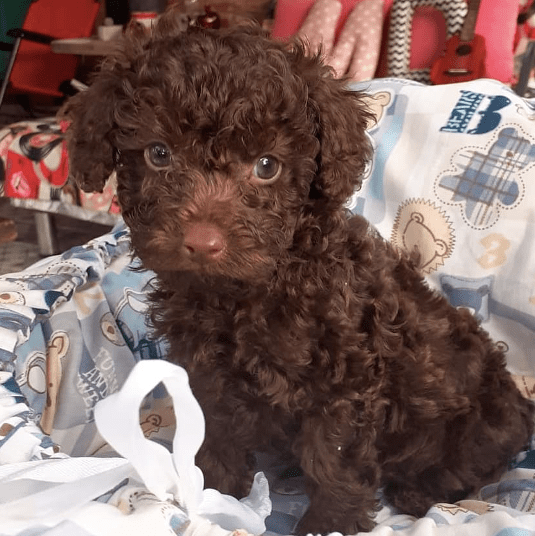 toy poodle