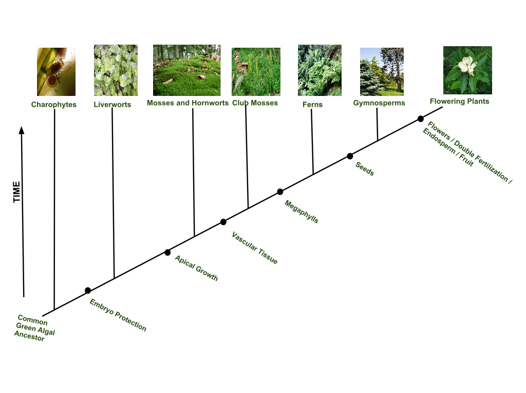 Taxonomia de plantas