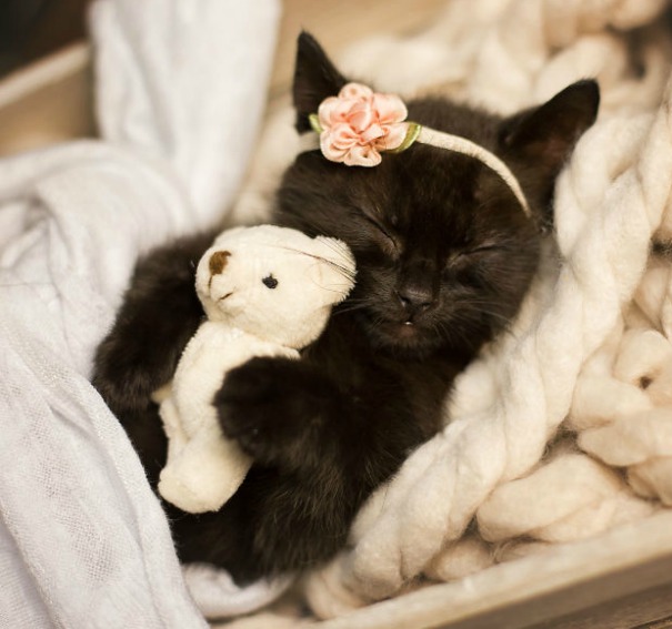 This Newborn Kitten Photoshoot Is Absolutely Purrfect Ray Of Joy