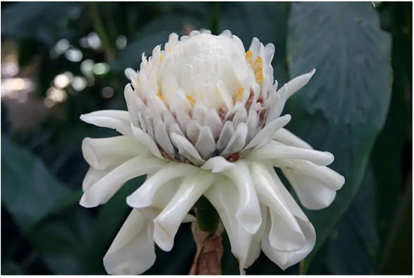 Torch ginger one of the most beautiful tropical flowers