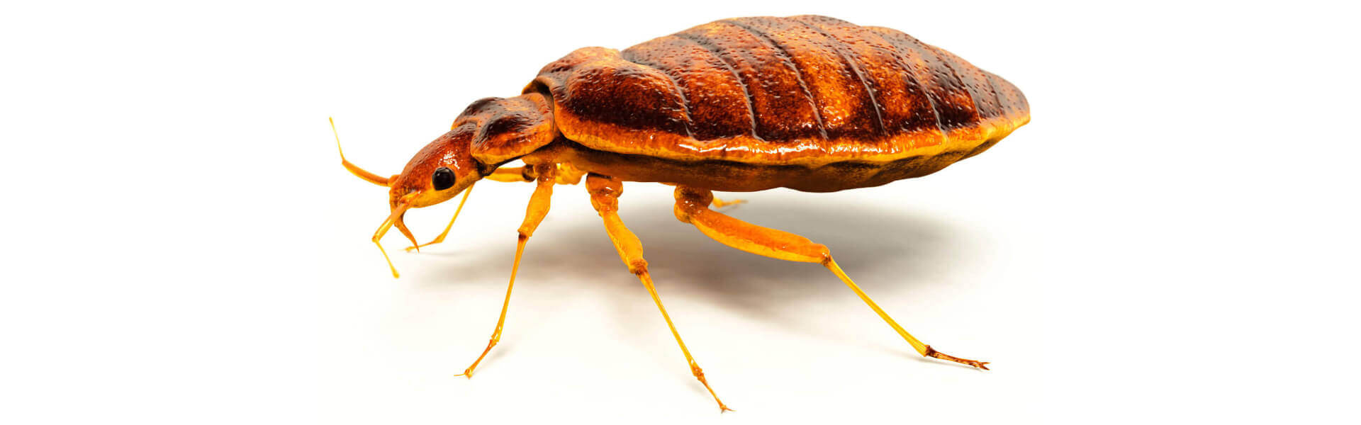 Bed Bug Removal in Sydney Ray’s Pest Control