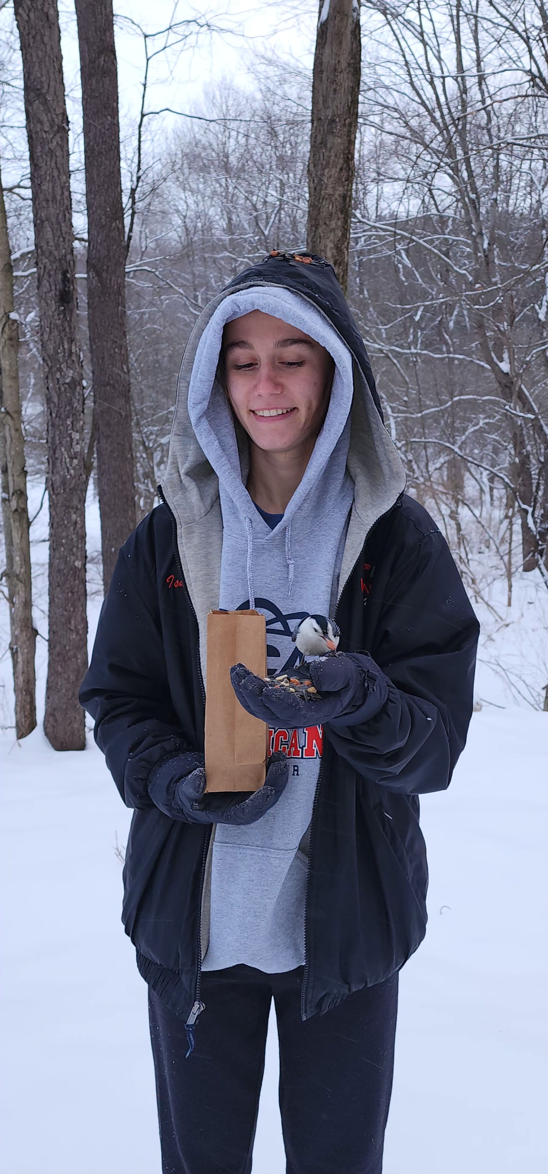 Blue Spruce Park Chickadees Photos Ray Winstead