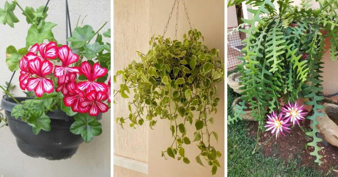 Plantas colgantes echa un vistazo a las opciones de sol, sombra y