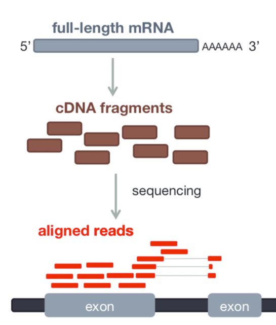 Read Alignment introtornaseqwithgalaxy
