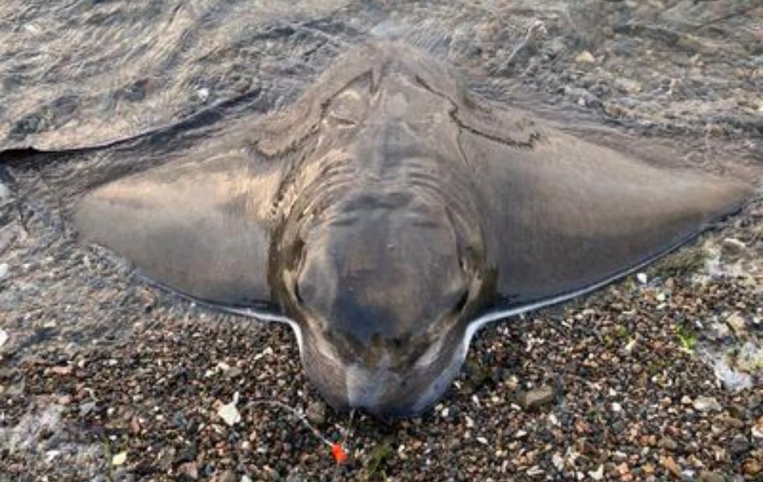 Tomales Bay Fishing Report by Mike Rogers RB Bass Fishing