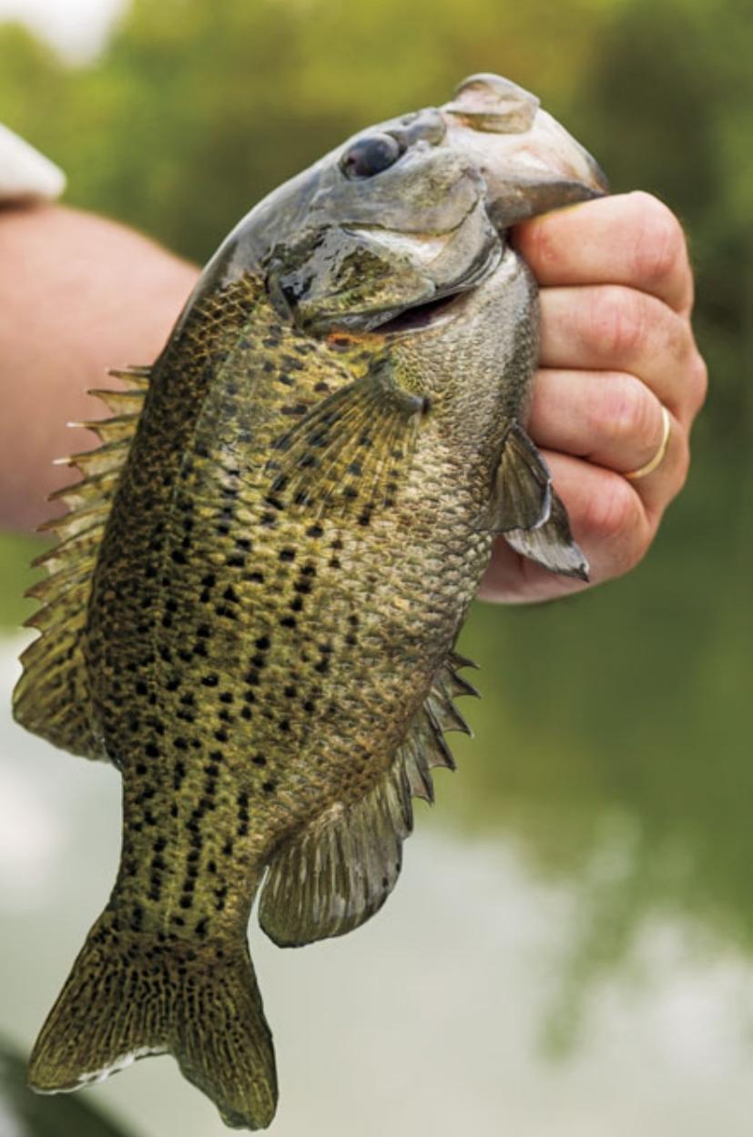 Tomales Bay Fishing Report by Mike Rogers RB Bass Fishing