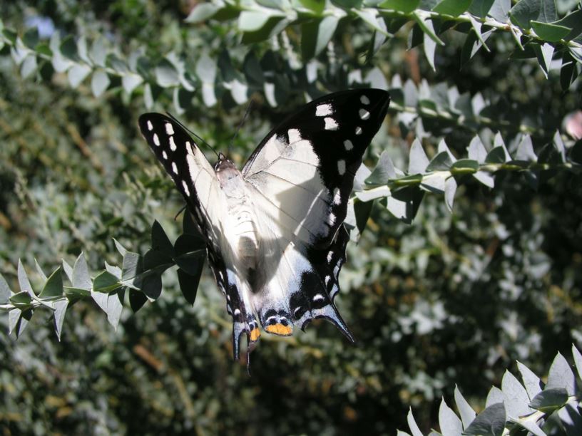 Acacia cultriformis Knifeleaf Wattle, Dogtooth Wattle, Halfmoon
