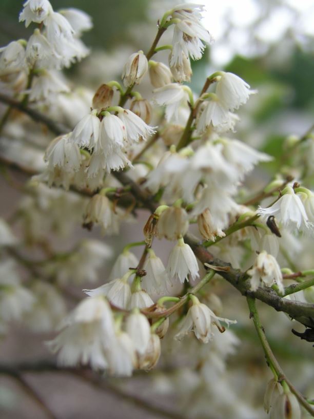 Elaeocarpus reticulatus Blueberry Ash, Blueberry Ash, Ash Quandong, Blue Olive berry, Fairy