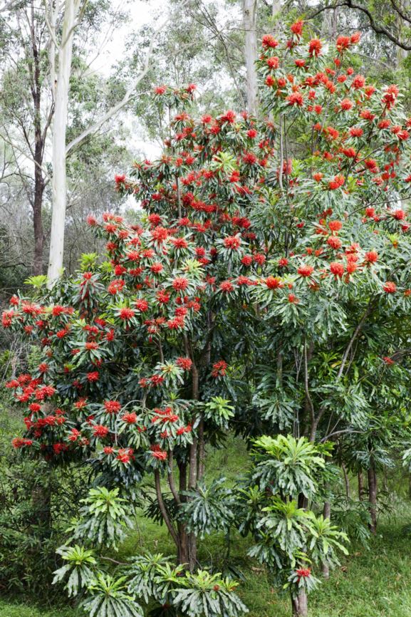 Alloxylon flammeum Queensland Waratah, Tree Waratah, Red Silky Oak