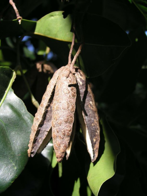 Flindersia brayleyana Queensland Maple, Maple Silkwood Royal