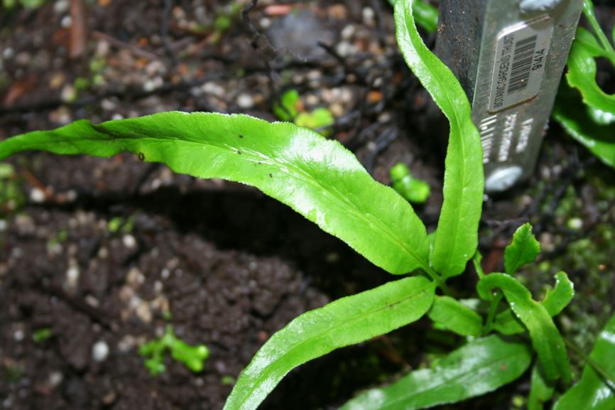 Coniogramme japonica Bamboo Fern The Royal Botanic Garden Sydney