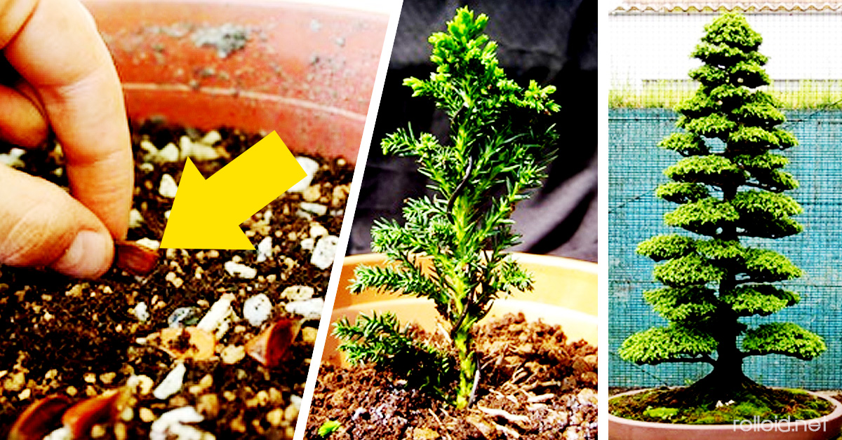 Cómo Hacer crecer tu Propio Bonsai a partir de una Semilla