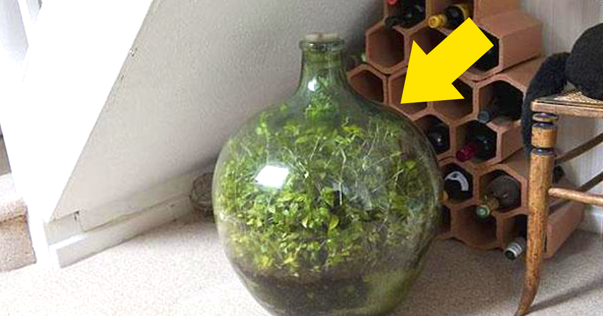 Esta planta ha estado en una botella sellada sin ser regada más de 40 años