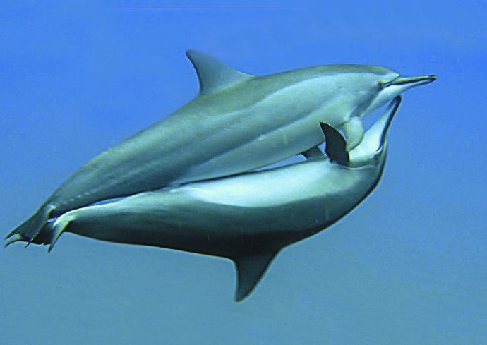El sexo de los delfines es mucho más raro de lo que se creía hasta ahora