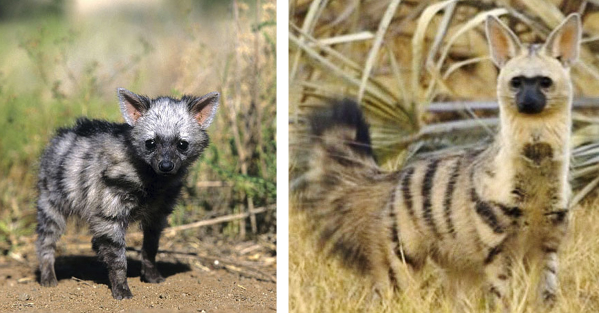 11 Curiosas cosas que hacen los extraños lobos de tierra para