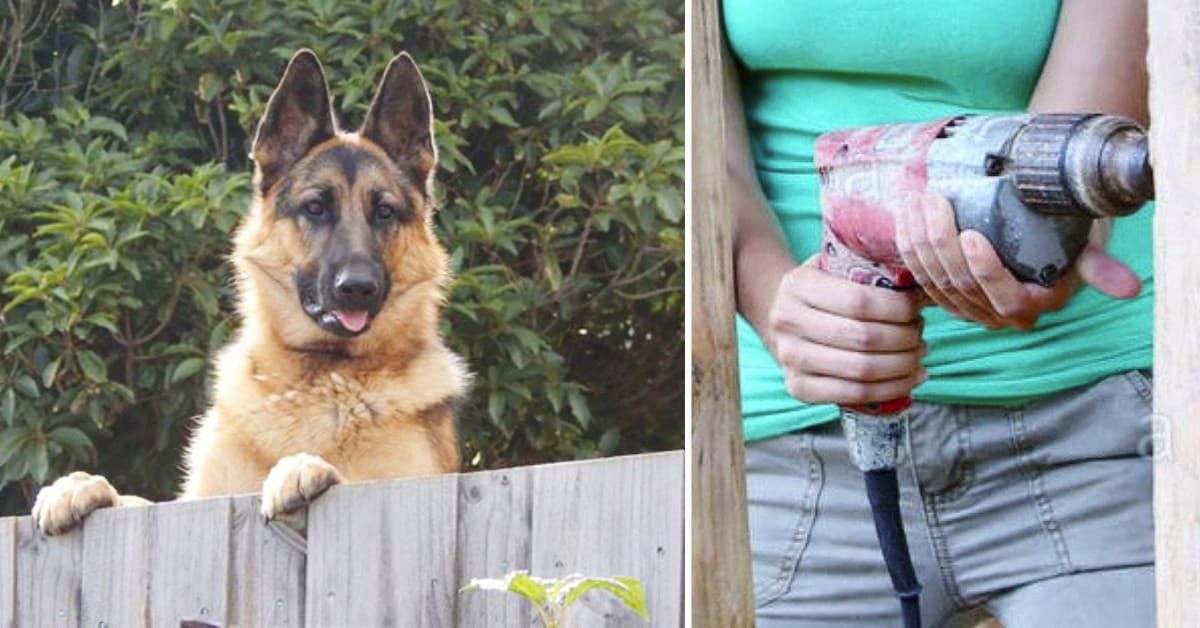 Una mujer decide poner solución para acabar con el problema del perro