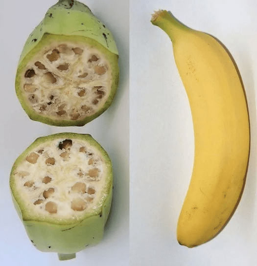 20 Imágenes de frutas actuales comparadas con la forma que tenían hace