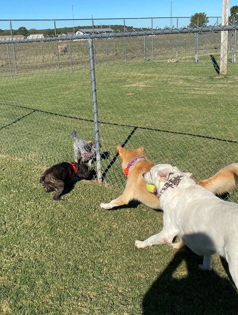 Pet Boarding Gainesville TX Reigning Cats and Dogs