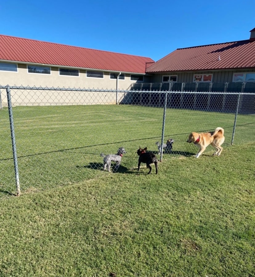 Pet Boarding Gainesville TX Reigning Cats and Dogs