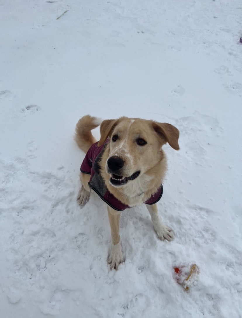 Pet Boarding Gainesville TX Reigning Cats and Dogs