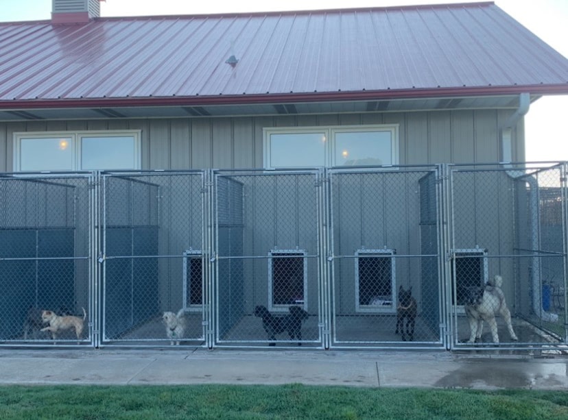 Pet Boarding Gainesville TX Reigning Cats and Dogs