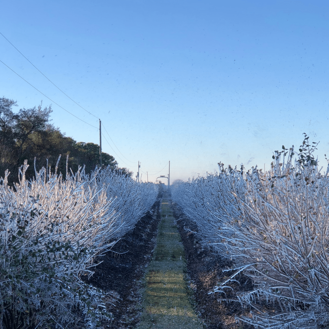 Innovation & Family R.C. HATTON FARMS