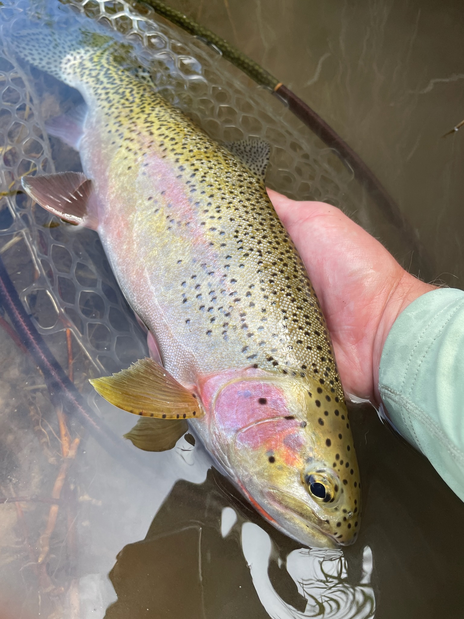 Rock Creek Fishing Report • Rock Creek, Montana