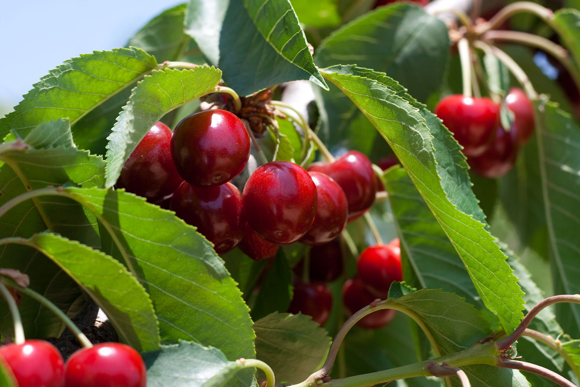 Home RC UPick Cherries
