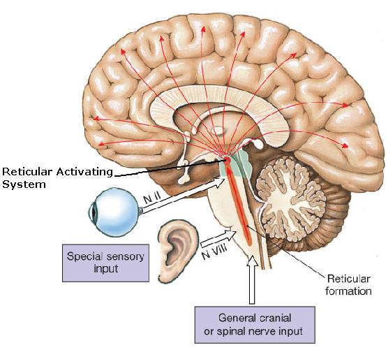ras [Brainstem Wiki]