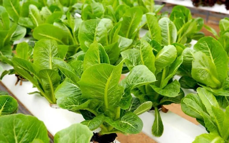Hydroponic Lettuce Fulzyme Plus Roots Shoots & Fruits