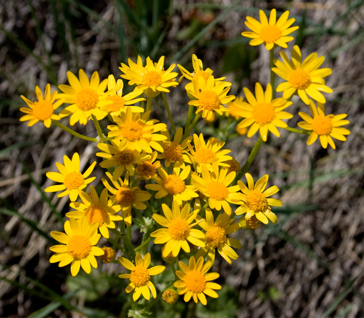 Flowers of the Great Plains